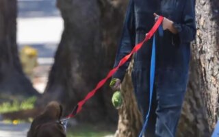 Julia Roberts Walks Her Dogs Around Malibu