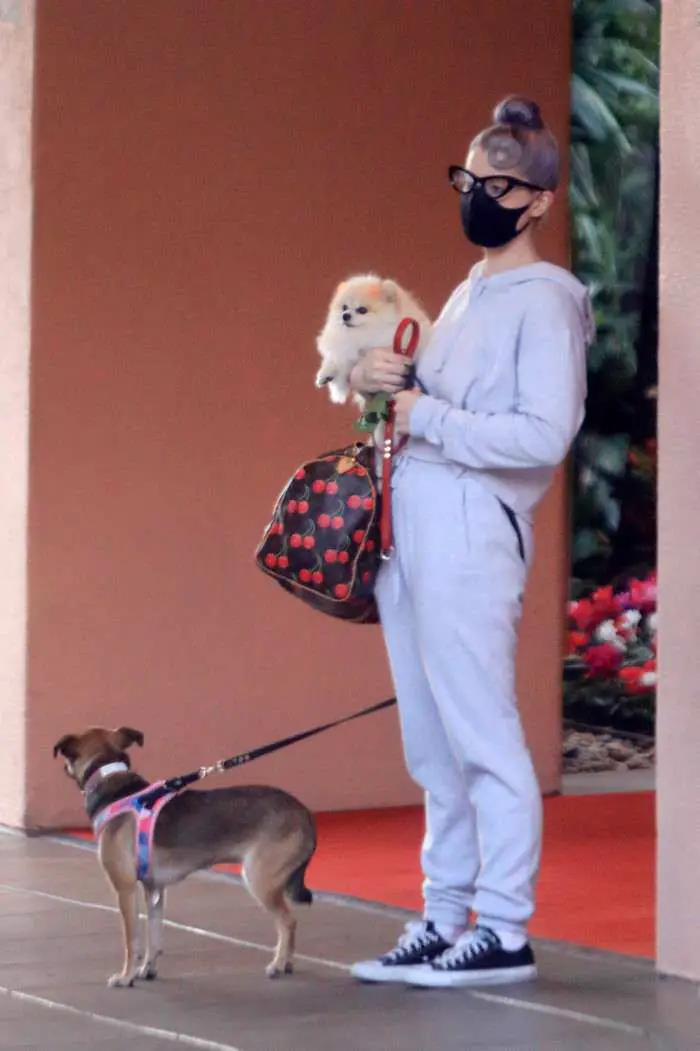 kelly osbourne in sweatsuit takes her dogs to the beverly hills hotel 1